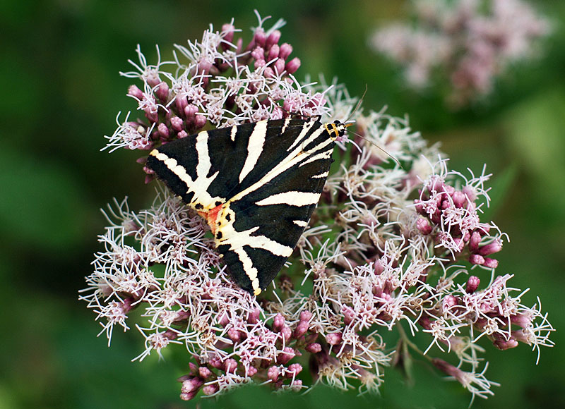 Euplagia quadripunctaria Erebidae